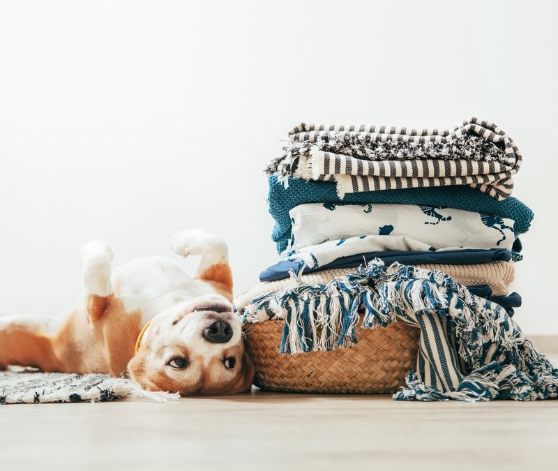 puppy playing beside a basket full of blankets